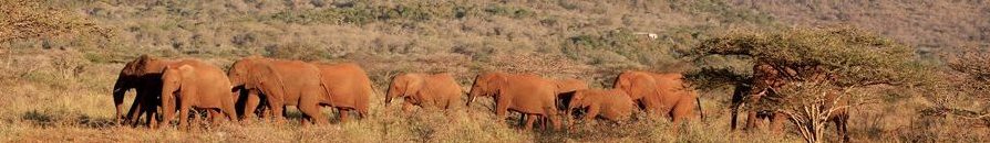 Sudafrica chic & wild al Thanda Safari