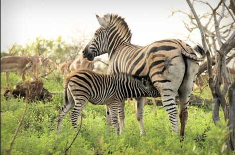 Safari luxury, Marriott aprirà in Tanzania il Jw Serengeti Lodge