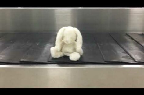 Addio peluche smarriti in volo: a Glasgow arriva il check in dedicato