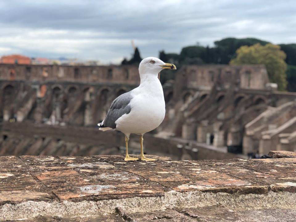 In cima al Colosseo per raccontare l’Italiabella