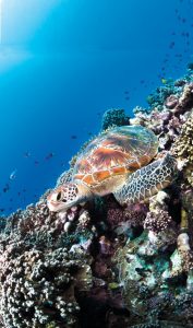 Seychelles Tourism Board 