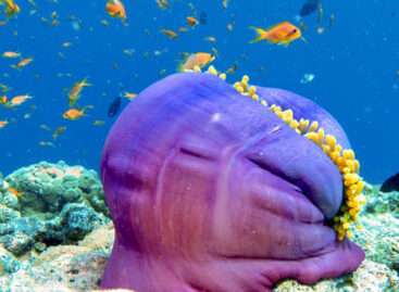 Last minute, le offerte dell’estate dalla Puglia alle Maldive