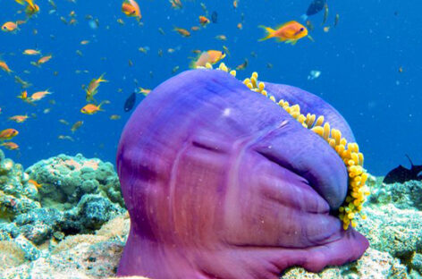 Last minute, le offerte dell’estate dalla Puglia alle Maldive