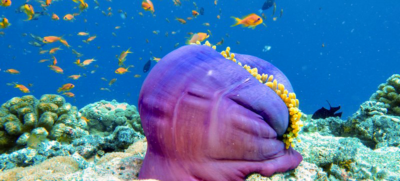 Last minute, le offerte dell’estate dalla Puglia alle Maldive