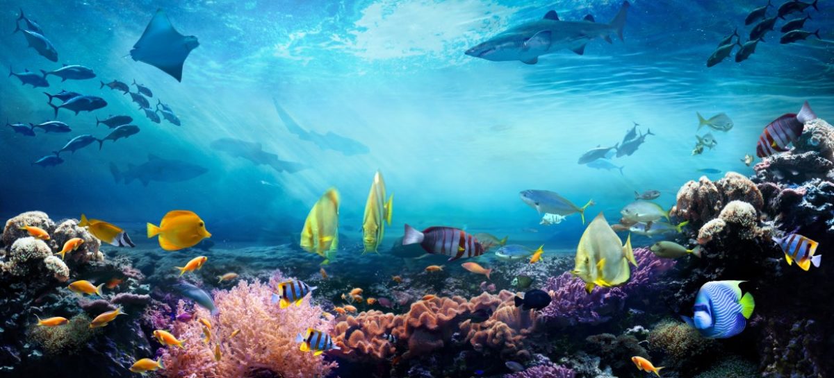 Maldive, un settimana di appuntamenti all’insegna del turismo sostenibile