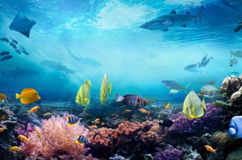 Maldive, un settimana di appuntamenti all’insegna del turismo sostenibile