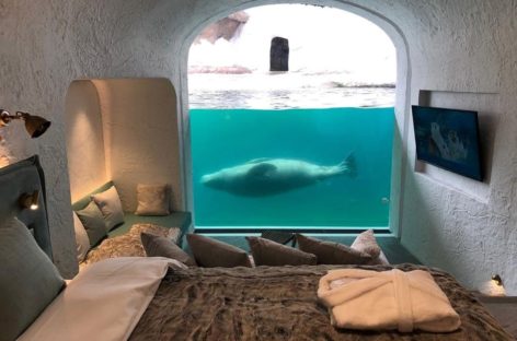 Lo zoo è anche un ecoresort, il caso Pairi Daiza in Belgio