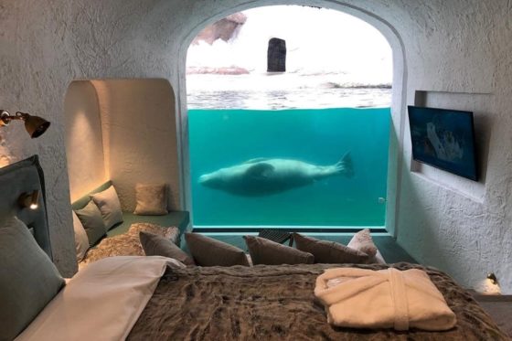 Lo zoo è anche un ecoresort, il caso Pairi Daiza in Belgio