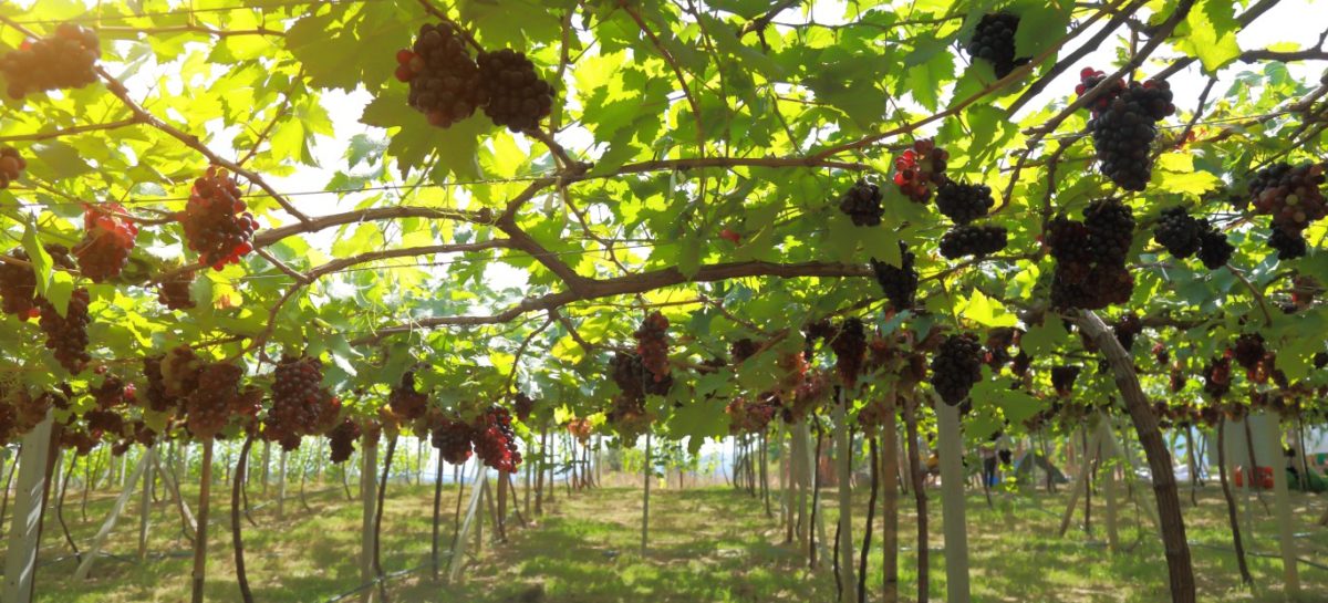 Crisi enoturismo, l’allarme di Federturismo e Federvini