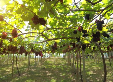 Sferzata digital e diversificazione: il futuro dell’enoturismo