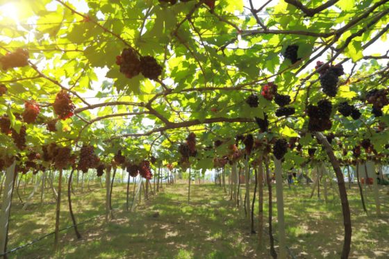 Sferzata digital e diversificazione: il futuro dell’enoturismo