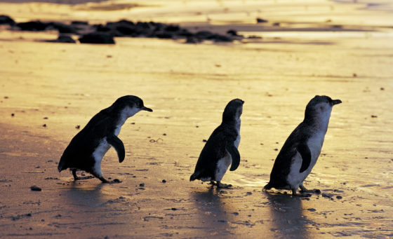 Viaggi virtuali e sensoriali alla scoperta dell’Australia