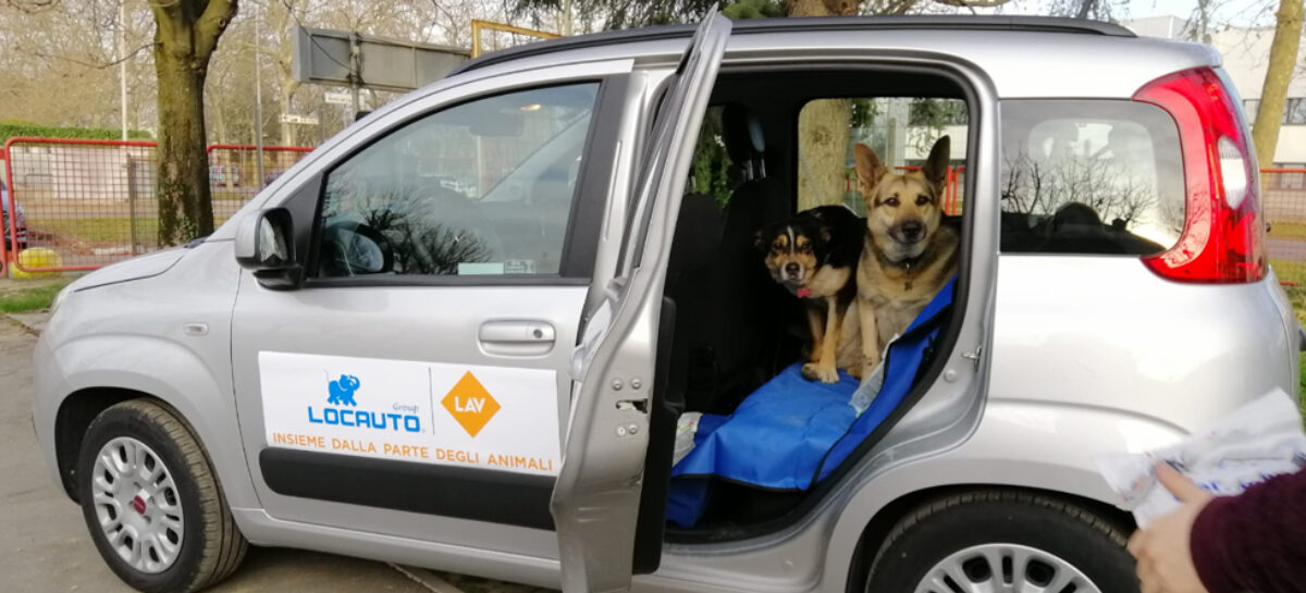Locauto Rent, iniziativa solidale con Lav per emergenza veterinaria
