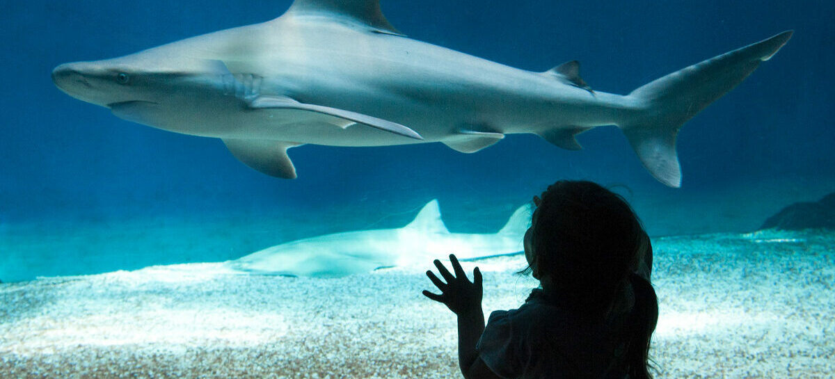 Riaperti tutti i parchi Costa Edutainment in Romagna