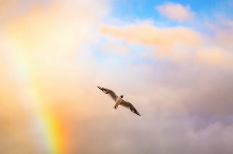 Buon viaggio, Giacomo. L’addio di Viva Wyndham a Dilauro