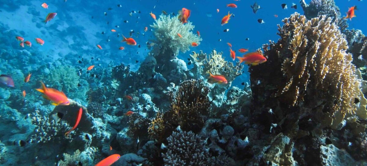 Egitto, i russi sono tornati: presto 200 voli in più