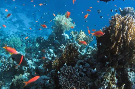 Egitto, i russi sono tornati: presto 200 voli in più