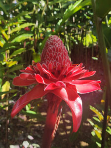 fiori tropicali Martinica