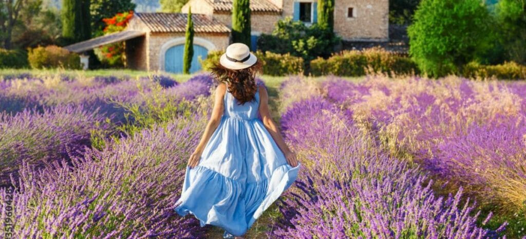 Provenza campi di lavanda