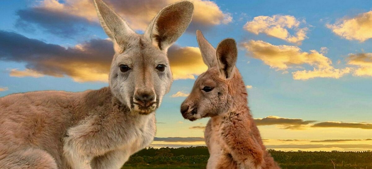 L’Australia tra “convivenza con il virus” e freno alle riaperture