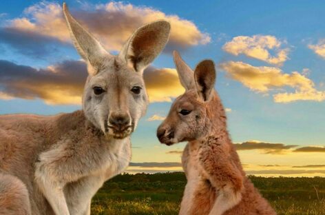 L’Australia tra “convivenza con il virus” e freno alle riaperture