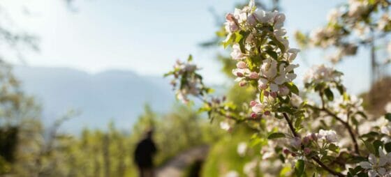 Dai vigneti allo sport: l’Alto Adige sboccia in primavera