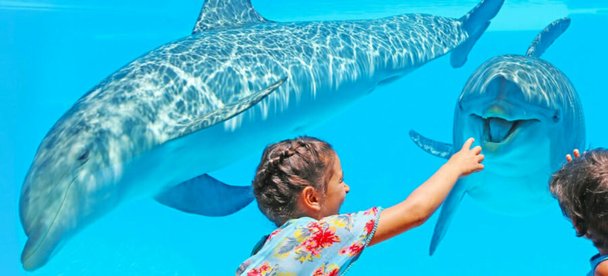 Zoomarine riapre: la stagione 2022 del parco marino di Roma