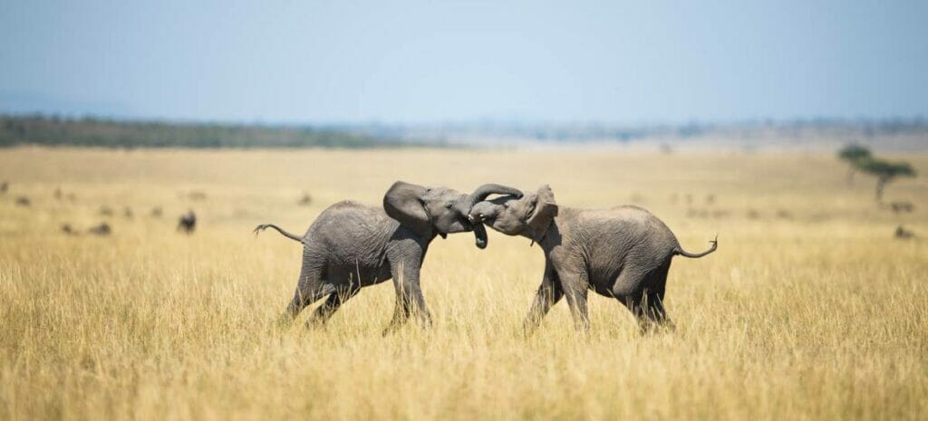 safari elefanti Africa