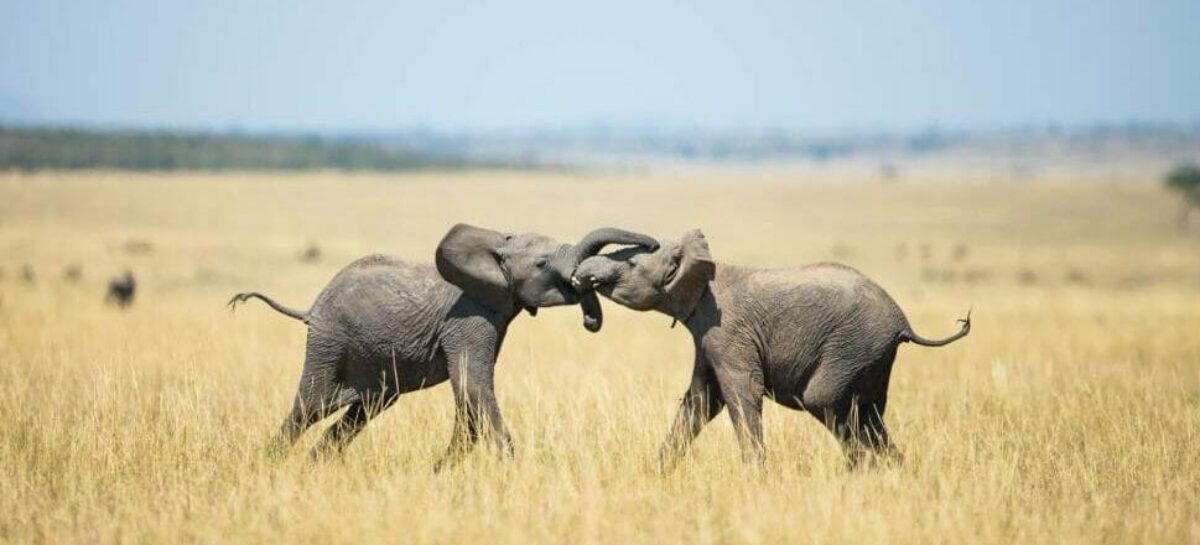 African Explorer pronto a ripartire con Zimbabwe e Tanzania