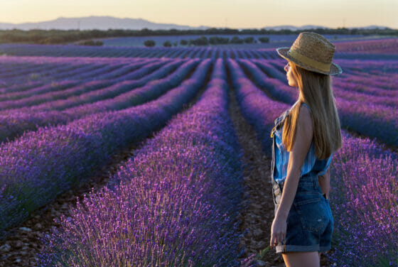 Campi di lavanda Alcarria