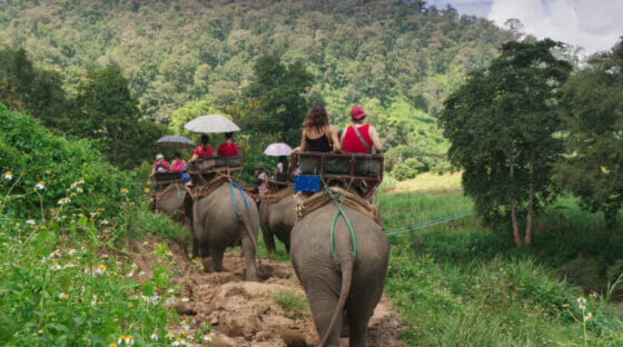 Luna di miele eco, mini o buddy purché si viaggi