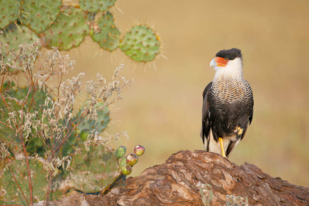 caracaras Acapulco