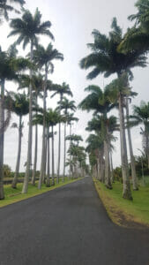 palme Guadalupa Vola con Gully