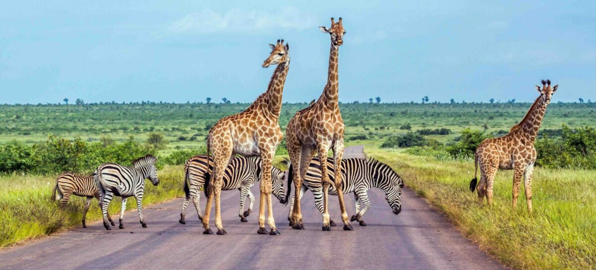 Il Sudafrica torna libero, stop a test e certificati vaccinali