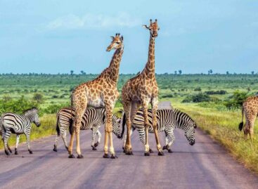 Il Sudafrica torna libero, stop a test e certificati vaccinali