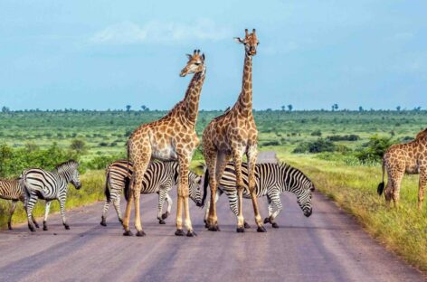 Il Sudafrica torna libero, stop a test e certificati vaccinali