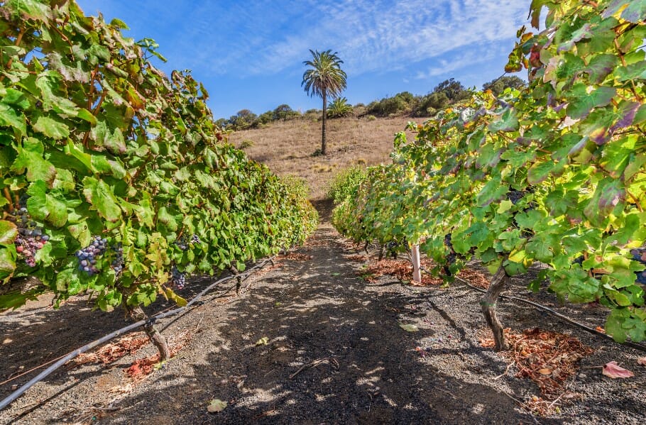 vigneti a Gran Canaria