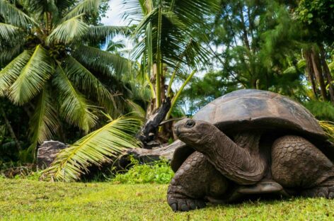Seychelles, pagamenti digitali per l’ingresso a parchi e riserve