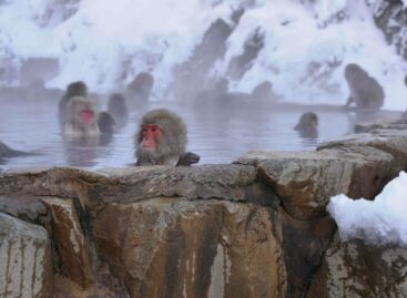 Mistral, inverno in Giappone: dalle scimmie alla neve sul Fuji