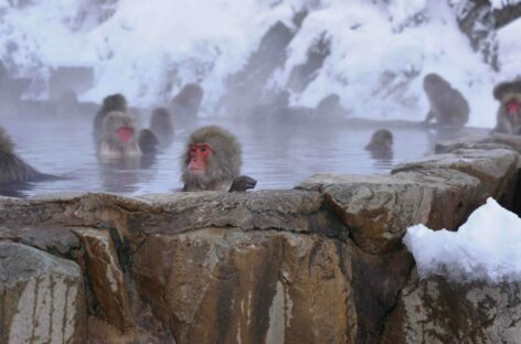 Mistral, inverno in Giappone: dalle scimmie alla neve sul Fuji