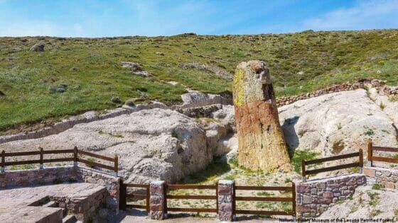 Foresta pietrificata Lesbo, credits Natural_History_Museum_of the_Lesvos_Petrified_Forest