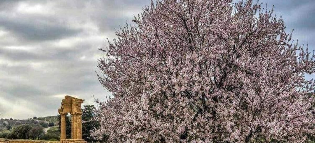 Mandorlo in fiore apripista di Agrigento capitale della cultura