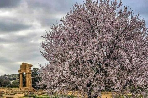 Mandorlo in fiore apripista di Agrigento capitale della cultura