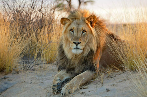 Viaggio in Sudafrica sulle orme del leone Kalahari