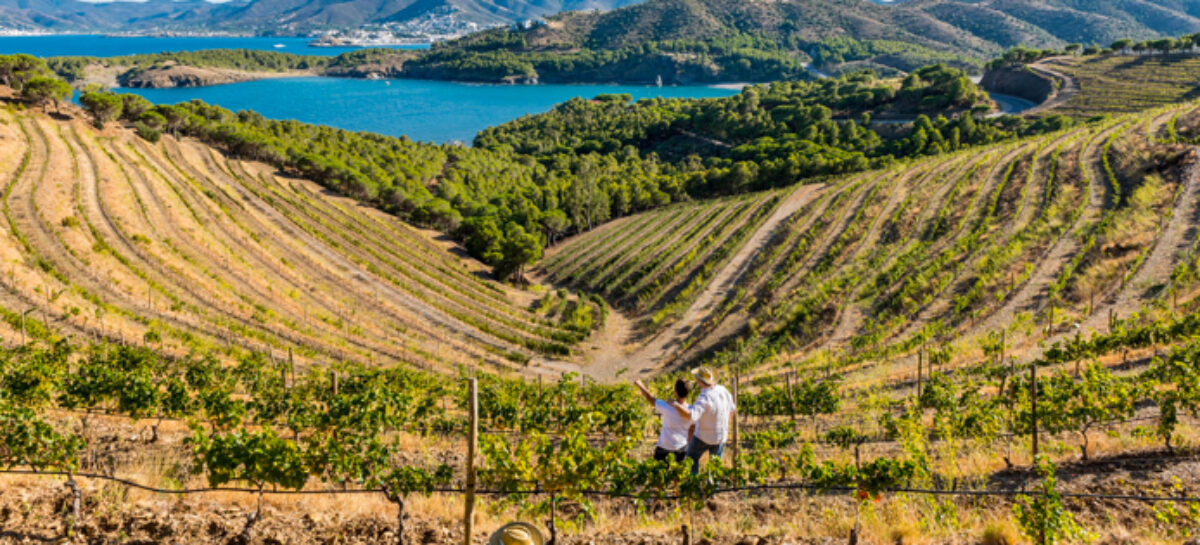 Catalogna, Teixidor: «Crescita a doppia cifra. Puntiamo all’enoturismo»