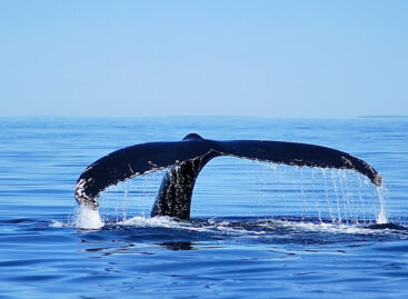 Tra balene e cascate: viaggio nel potente Canada