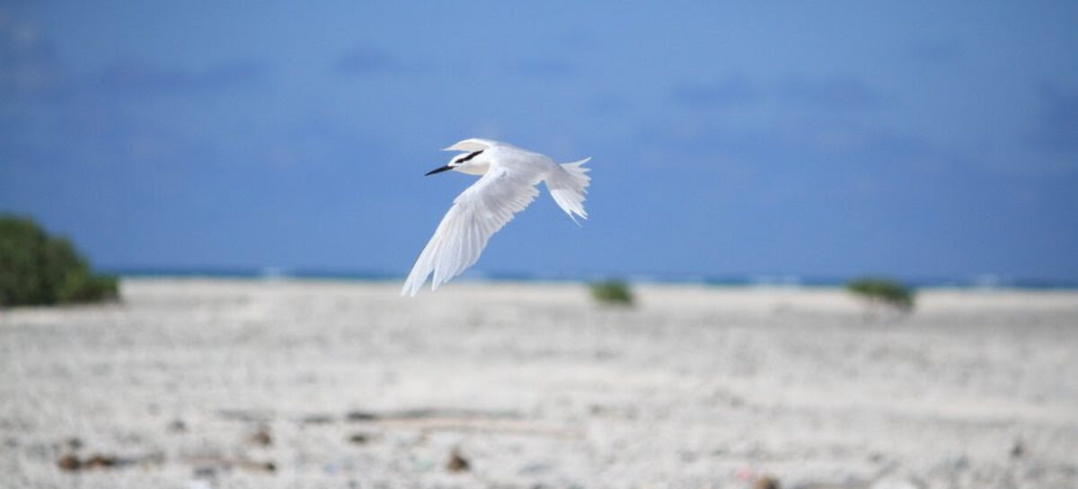 Una nuova isola alle Seychelles: si chiama Derrick’s Sandbanks ed è nata da un ciclone