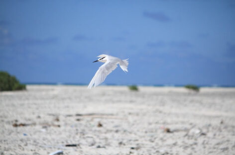 Una nuova isola alle Seychelles: si chiama Derrick’s Sandbanks ed è nata da un ciclone
