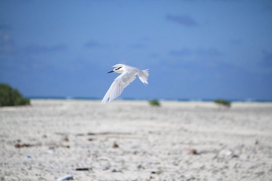 Una nuova isola alle Seychelles: si chiama Derrick’s Sandbanks ed è nata da un ciclone