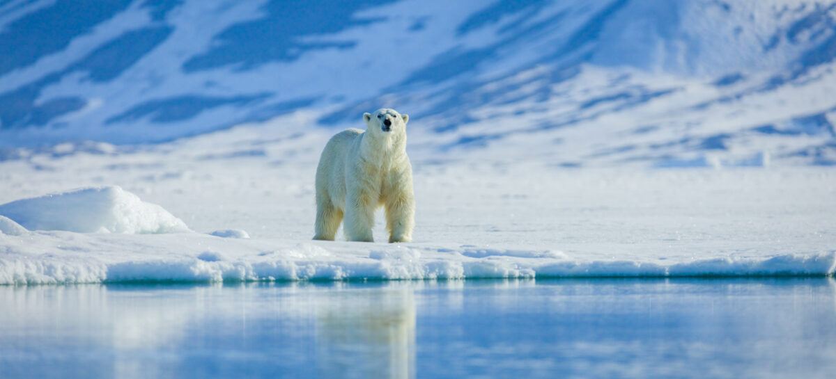 Le isole Svalbard limitano le crociere expedition